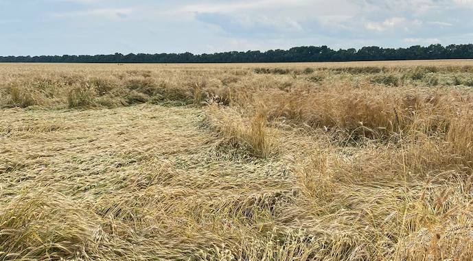 Вилягання озимої пшениці: чому варто проводити десикацію