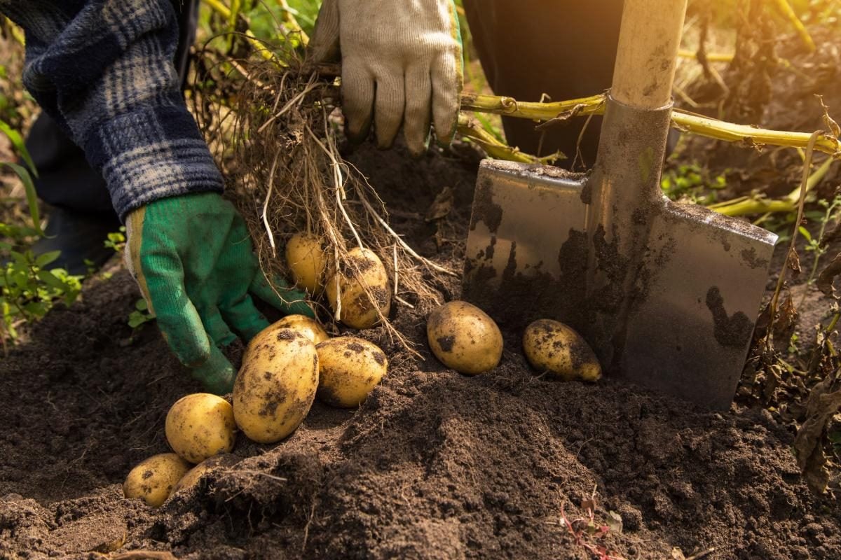 Вибирати картоплю варто не раніше вересня