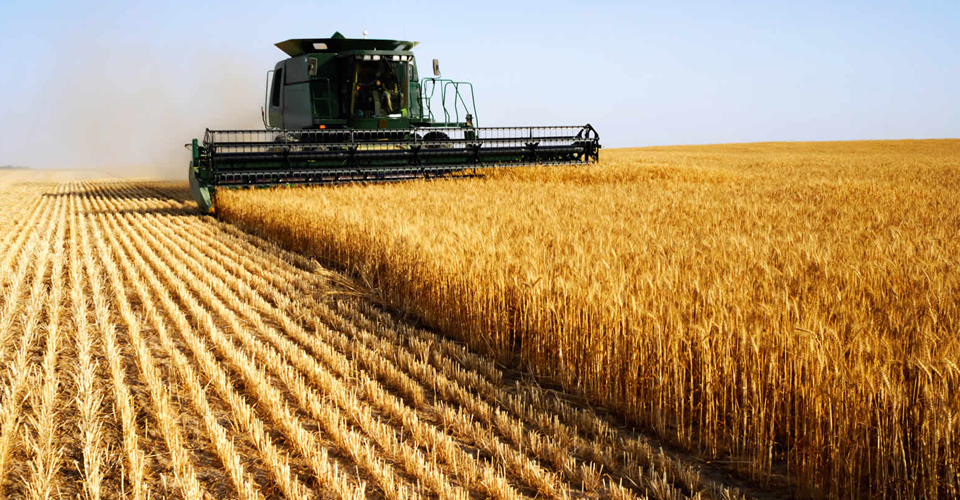 Врожай пшениці перевищує торішній на понад 10%