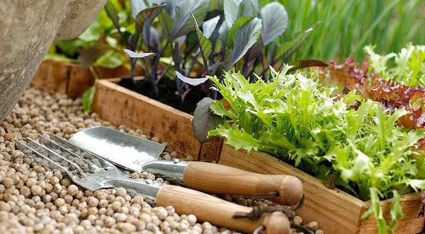 Як збирати насіння з овочів