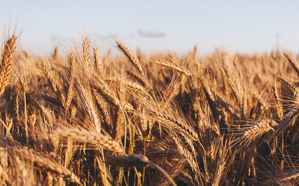 Низька якість української пшениці надає підтримку внутрішнім цінам