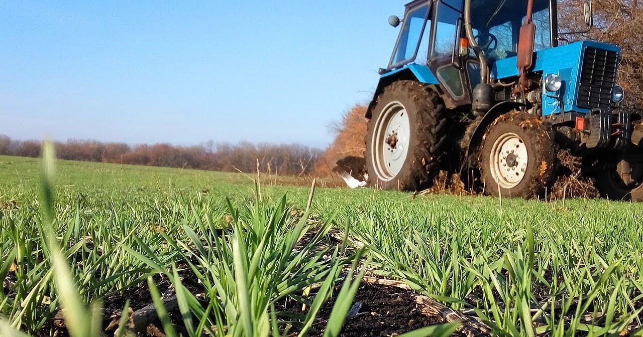 14% українських аграріїв цього року не сіятимуть озимі