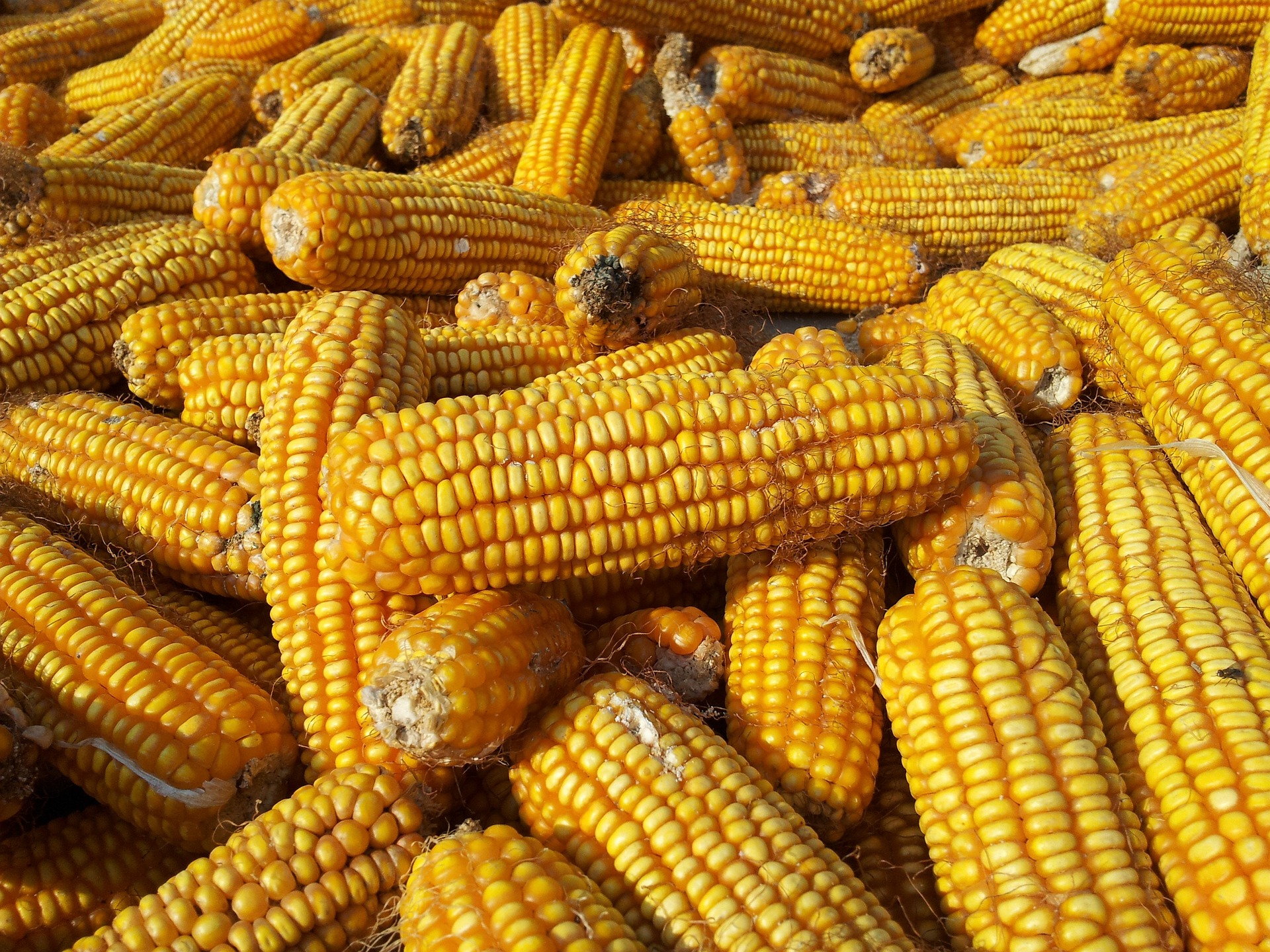Ринок кукурудзи активізується із середини серпня — аналітики