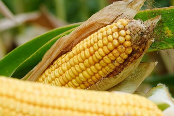 Ціна кукурудзи нового врожаю суттєво нижча собівартості виробництва