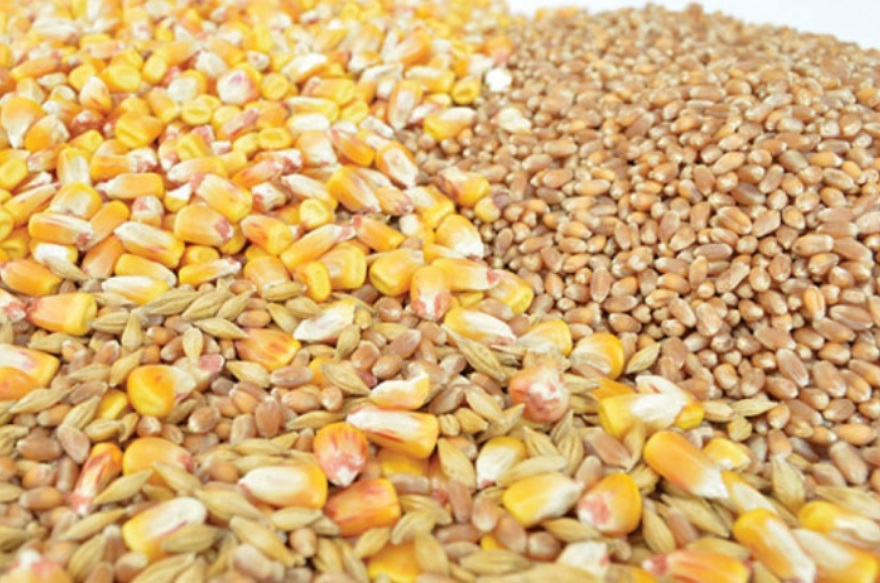 Ціни на кукурудзу та пшеницю в дунайських портах тримаються на попередніх рівнях