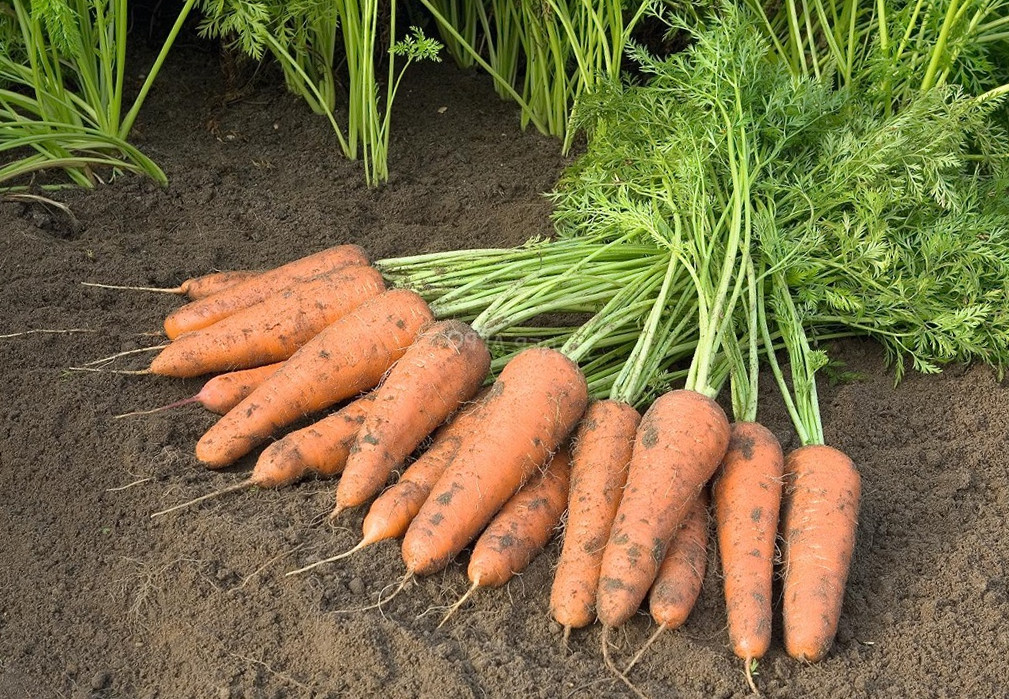 Коли викопувати моркву