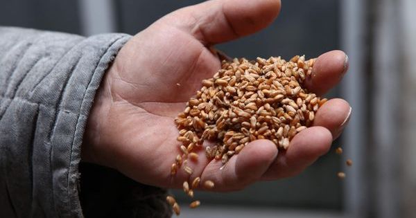 Цього сезону обсяг фуражного зерна може становити до 60% — аналітики