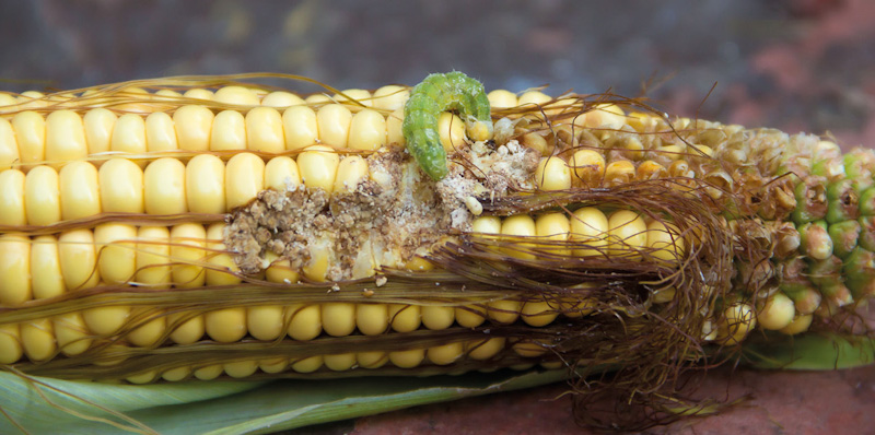 Як ефективно захистити кукурудзу від бавовникової совки
