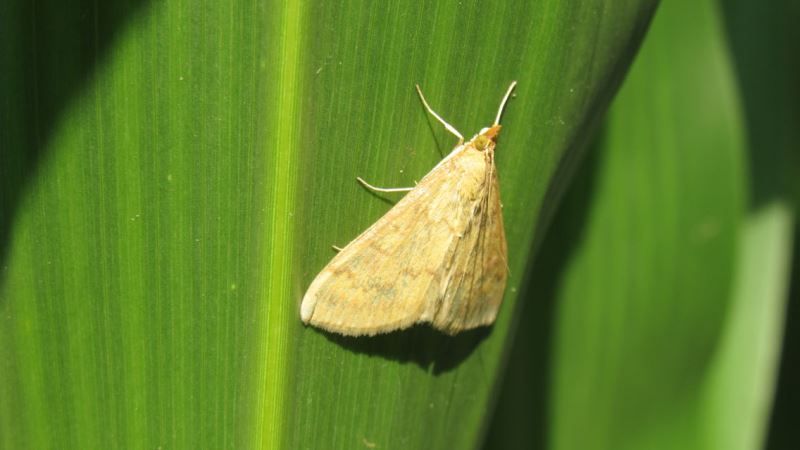 Кукурудзяний метелик: інсектицидний обробіток від шкідника