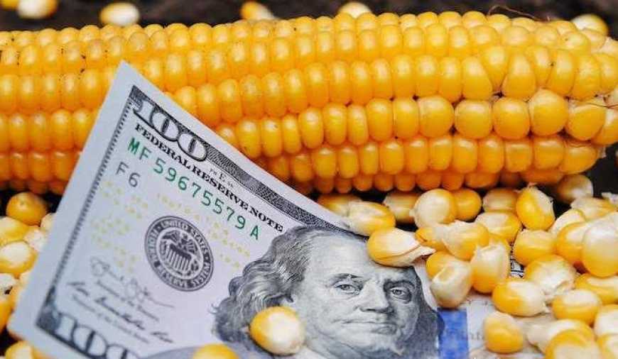 На ринку кукурудзи сезонне зниження цін — аналітики