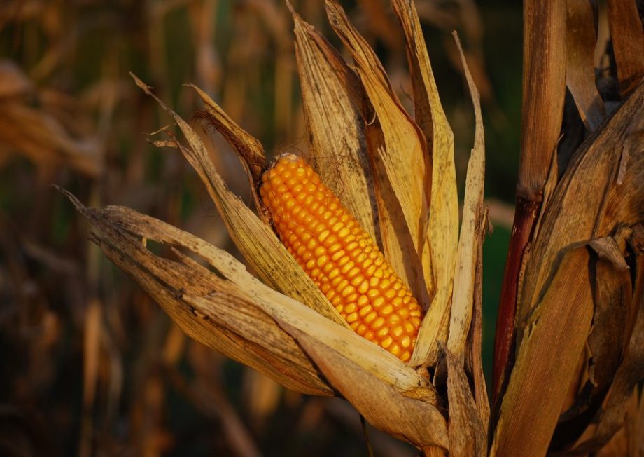Оприлюднено ціни на кукурудзу нового врожаю