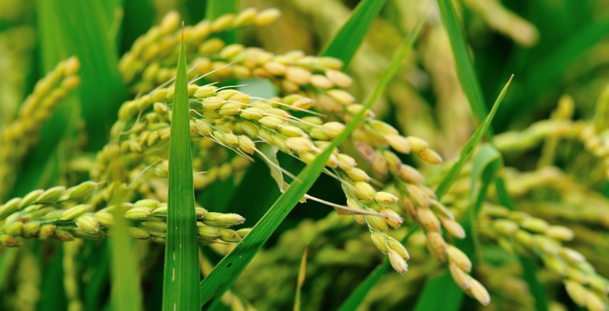 Вирощування рису – найбільш постраждала від війни галузь сільського господарства