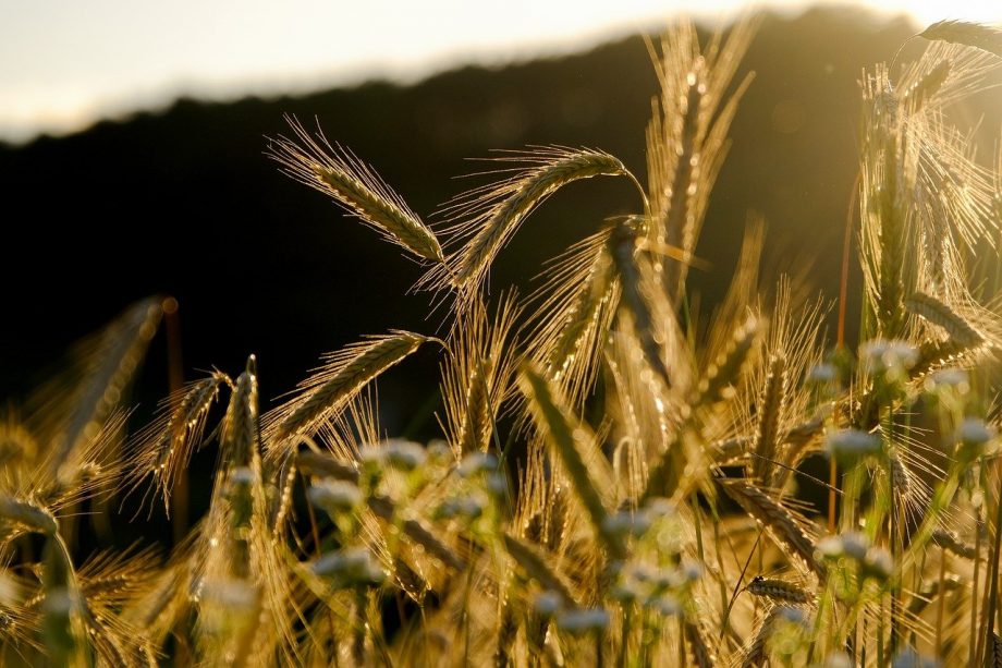 На світових біржах пшениця продовжує дорожчати