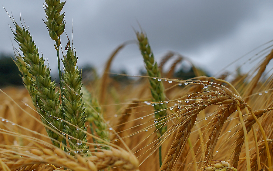 Фермери продають пшеницю в портах зі збитком до 60% — Соломчук