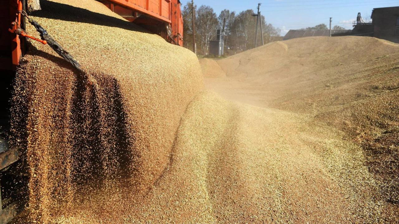 Аналітики прогнозують зниження цін пшениці на українському ринку