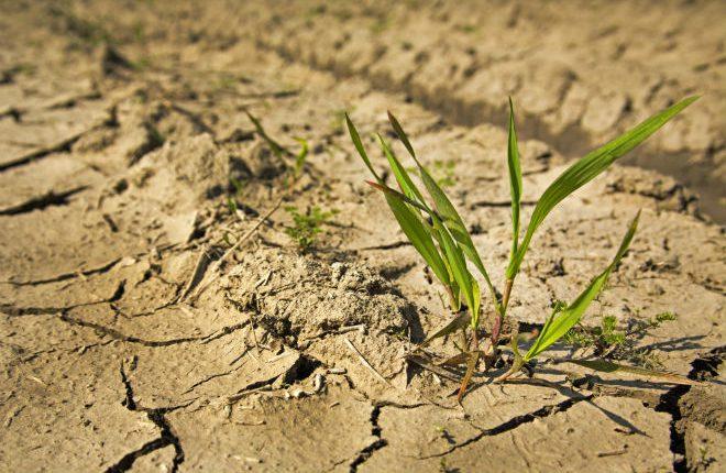 Більше половини площ охоплено ґрунтовою засухою – Укргідрометеоцентр