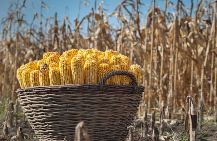 На українському ринку кукурудзи зберігається дисбаланс попиту та пропозиції