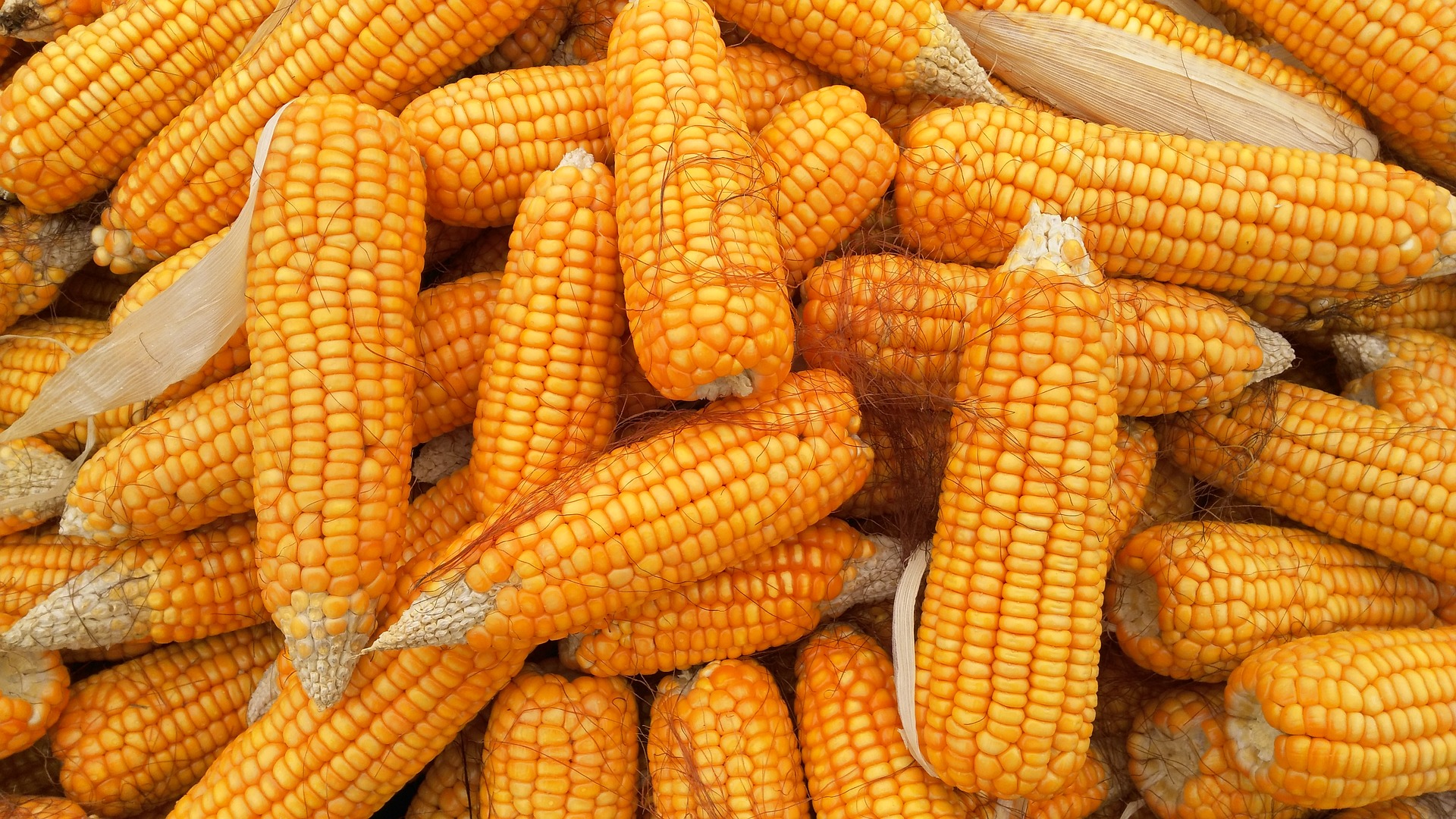 Ціна кукурудзи на українському ринку вичерпала потенціал росту — аналітики