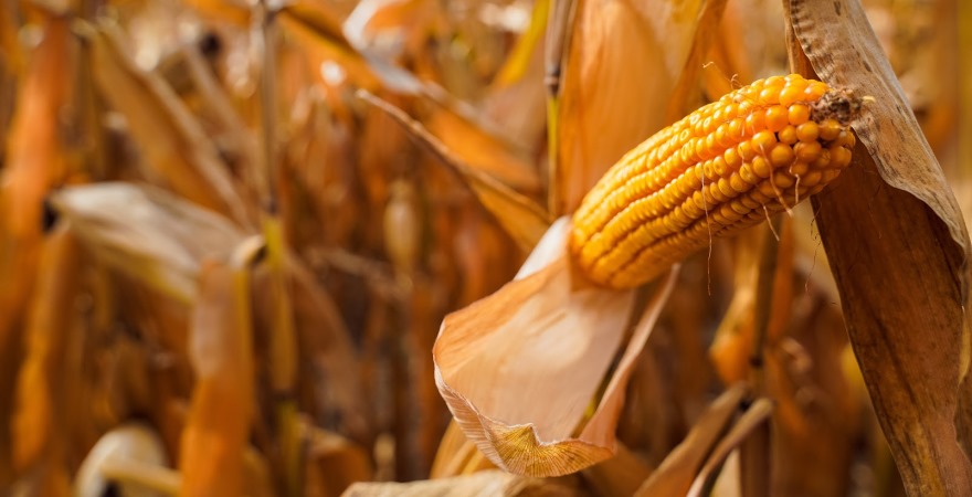 Зберігання кукурудзи в полі: недоліків більше ніж переваг