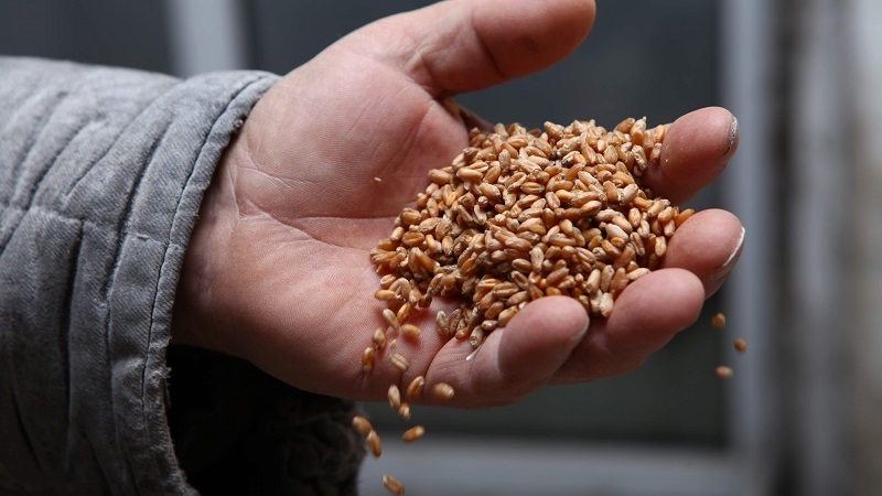Ціни на пшеницю продовжують падати