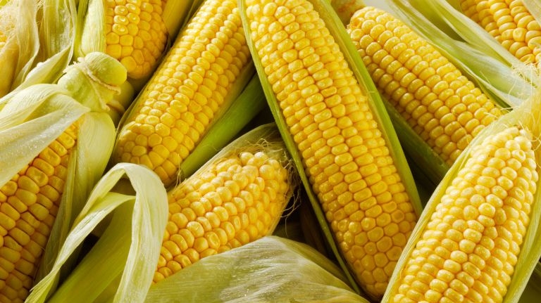 В Україні продовжують зростати закупівельні ціни на кукурудзу