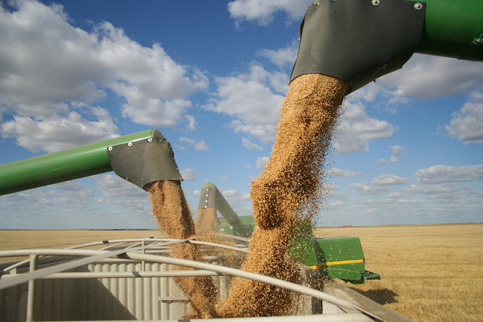 Нові правила експорту: для аграріїв передбачили два механізми отримання дозволу на торгівлю зерном