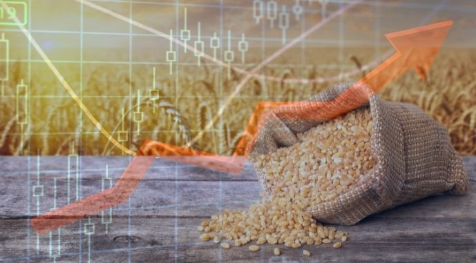 На українському ринку активно дорожчає пшениця