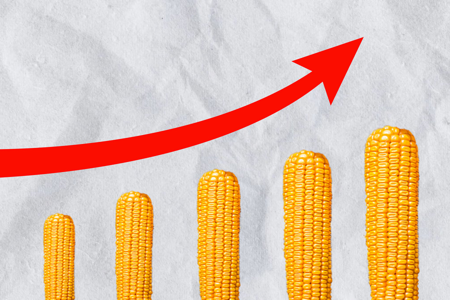 Ціни на кукурудзу зростають