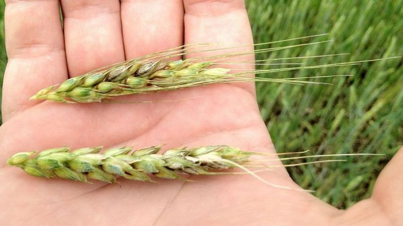 Як уникнути втрат пшениці через ураження хворобами