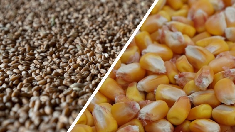Ціни на пшеницю тримають премію відносно цін на кукурудзи