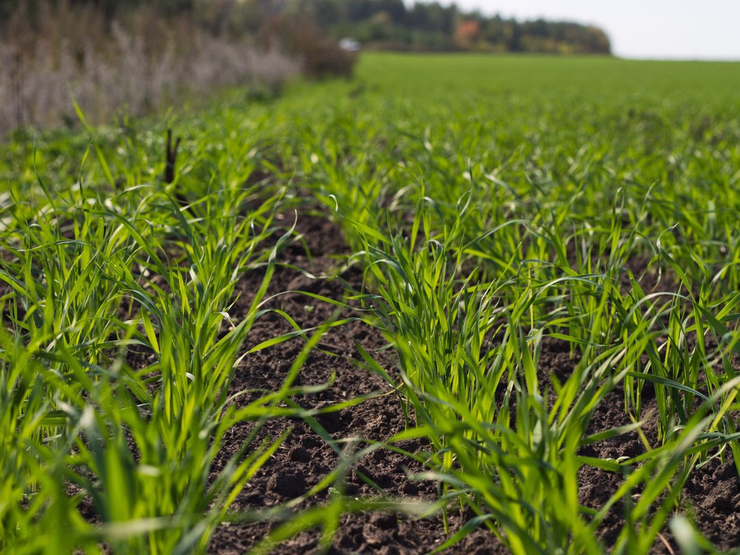 Зернові: яке живлення краще кореневе або позакореневе