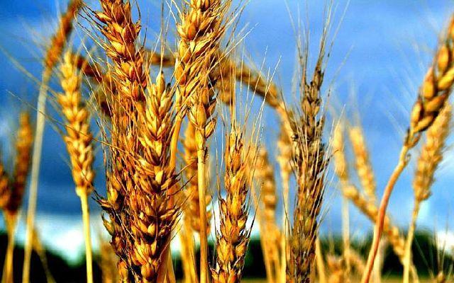 В Україні пропонують запровадити експортні депозити при відвантаженнях зернових та олійних