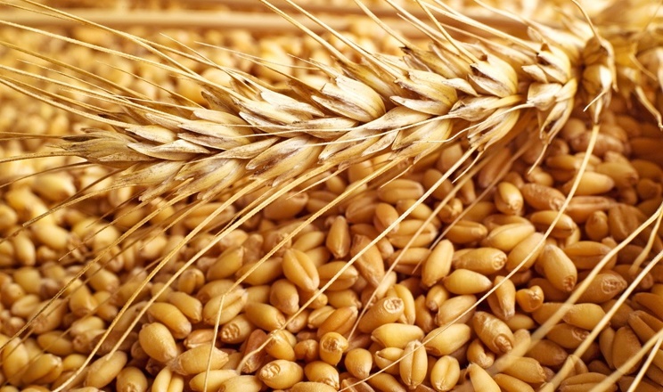 Ринок української пшениці відчуває цінове затишшя через зниження ділової активності