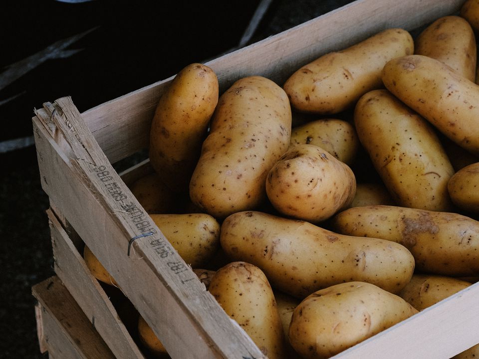 Чому гниє картопля в погребі та що з цим робити?