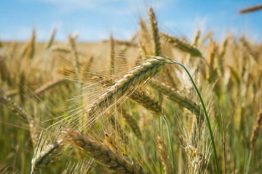Жито, кукурудза та органічні добрива