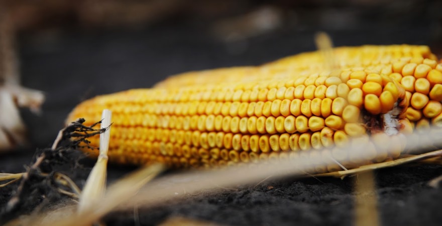 Доларові ціни на українську кукурудзу втратили потенціал для подальшого росту — аналітики