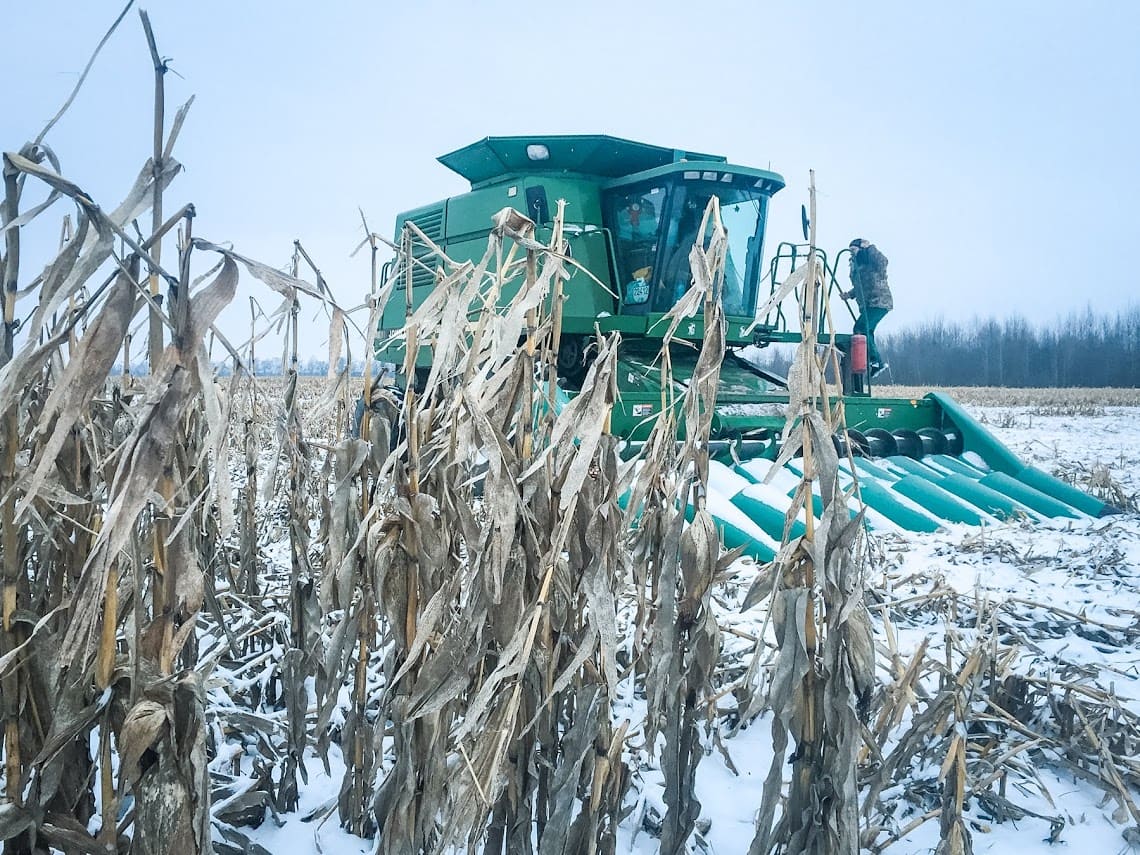 Про ризики збирання кукурудзи по снігу