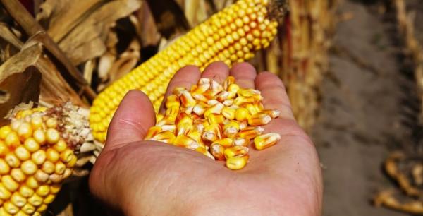 Ціни на кукурудзу продовжують зростати