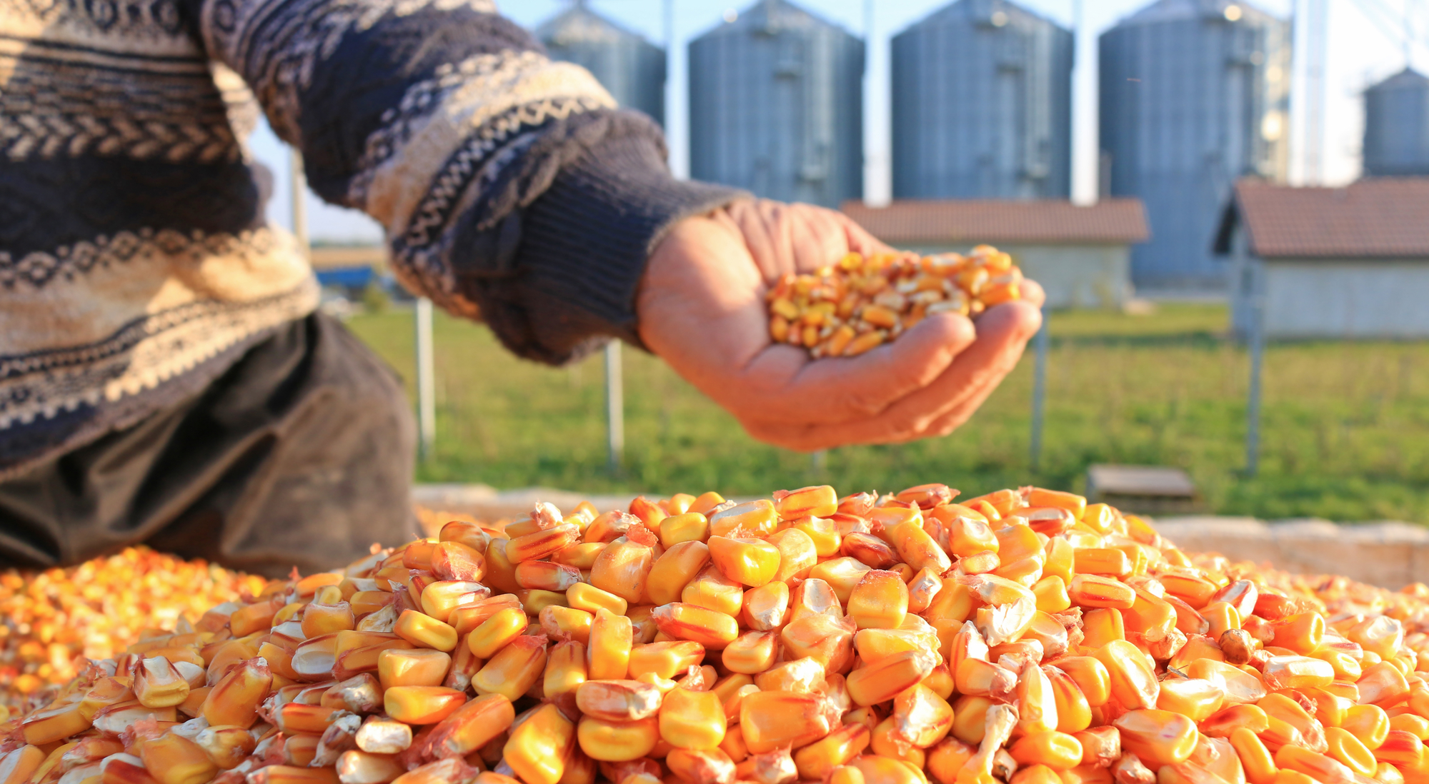 ФАО закупить насіння сої та соняшнику для підтримки фермерів, які постраждали внаслідок війни