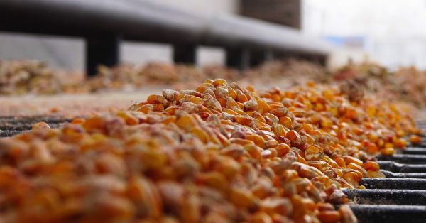 Діапазон цін на українську кукурудзу розширився