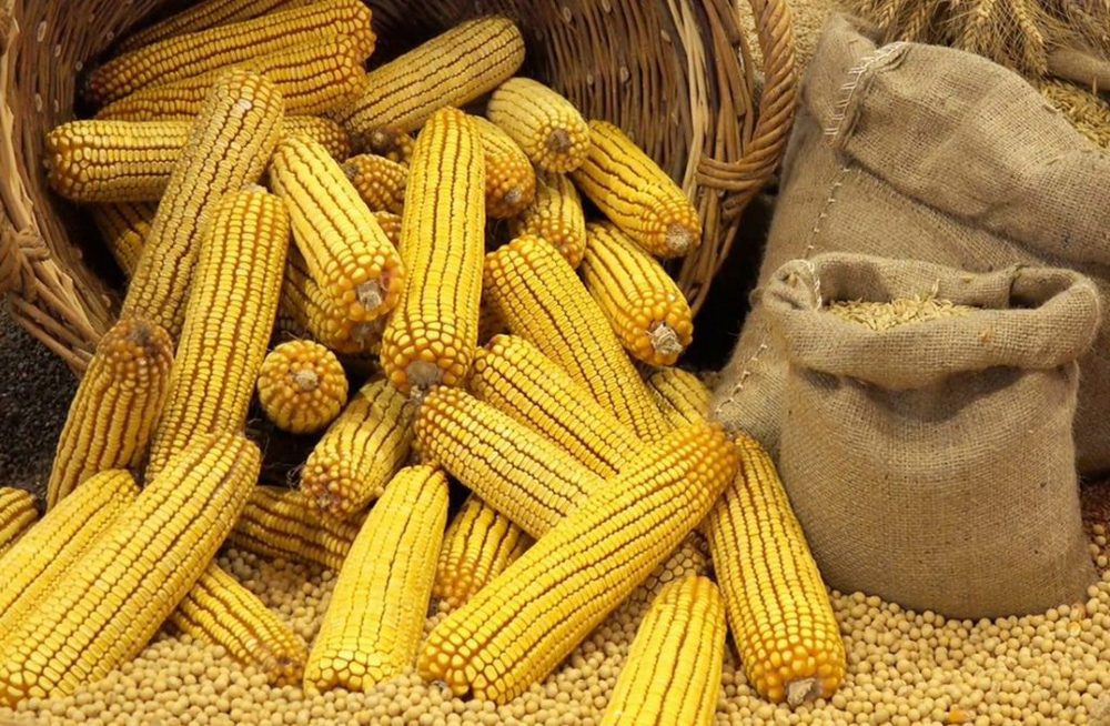 Ціни на кукурудзу в світі знаходяться на 3-х річному дні і потягнули за собою ціни на пшеницю