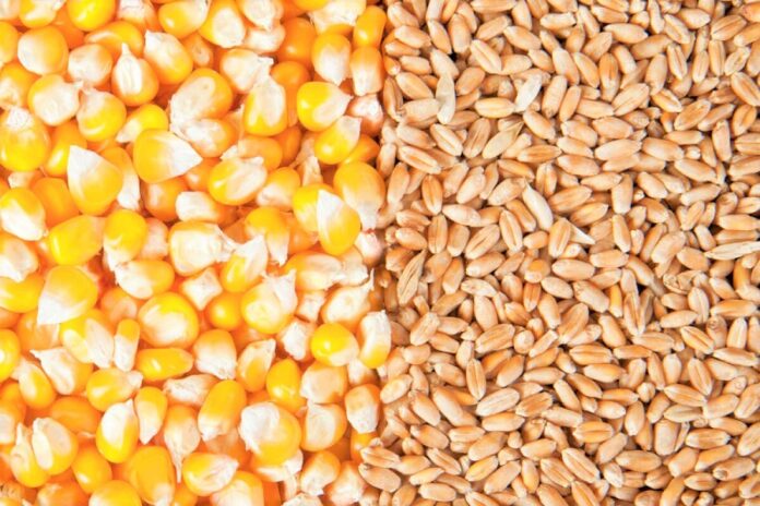 Експортні ціни кукурудзи та пшениці знизились