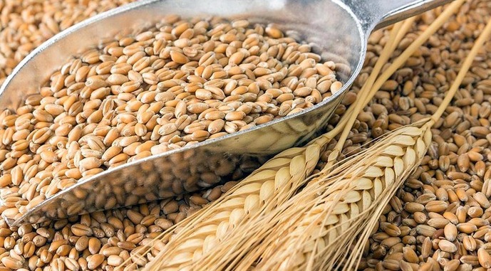 Ціни на пшеницю знижуються в Україні та в світі