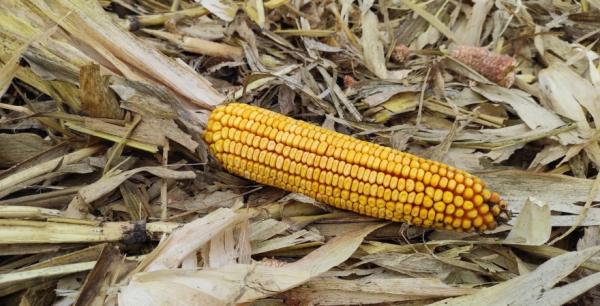 Ціни кукурудзи на період березень-квітень можуть впасти до $135-140/т — брокери