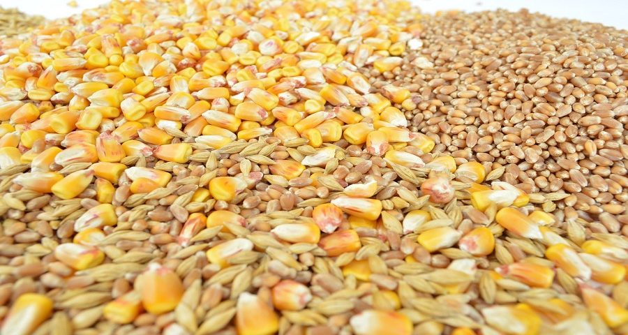 Ціна фуражної пшениці в Україні майже зрівнялась з ціною кукурудзи