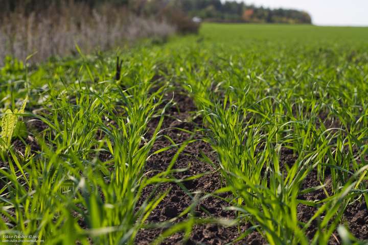 Фунгіцидний захист озимих зернових на різних фазах розвитку