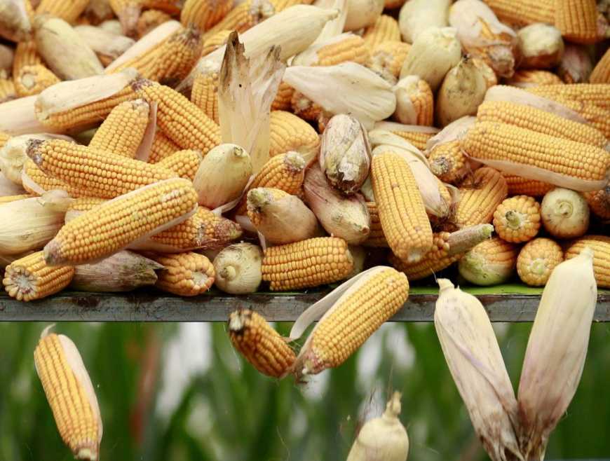 Українська кукурудза на піку попиту