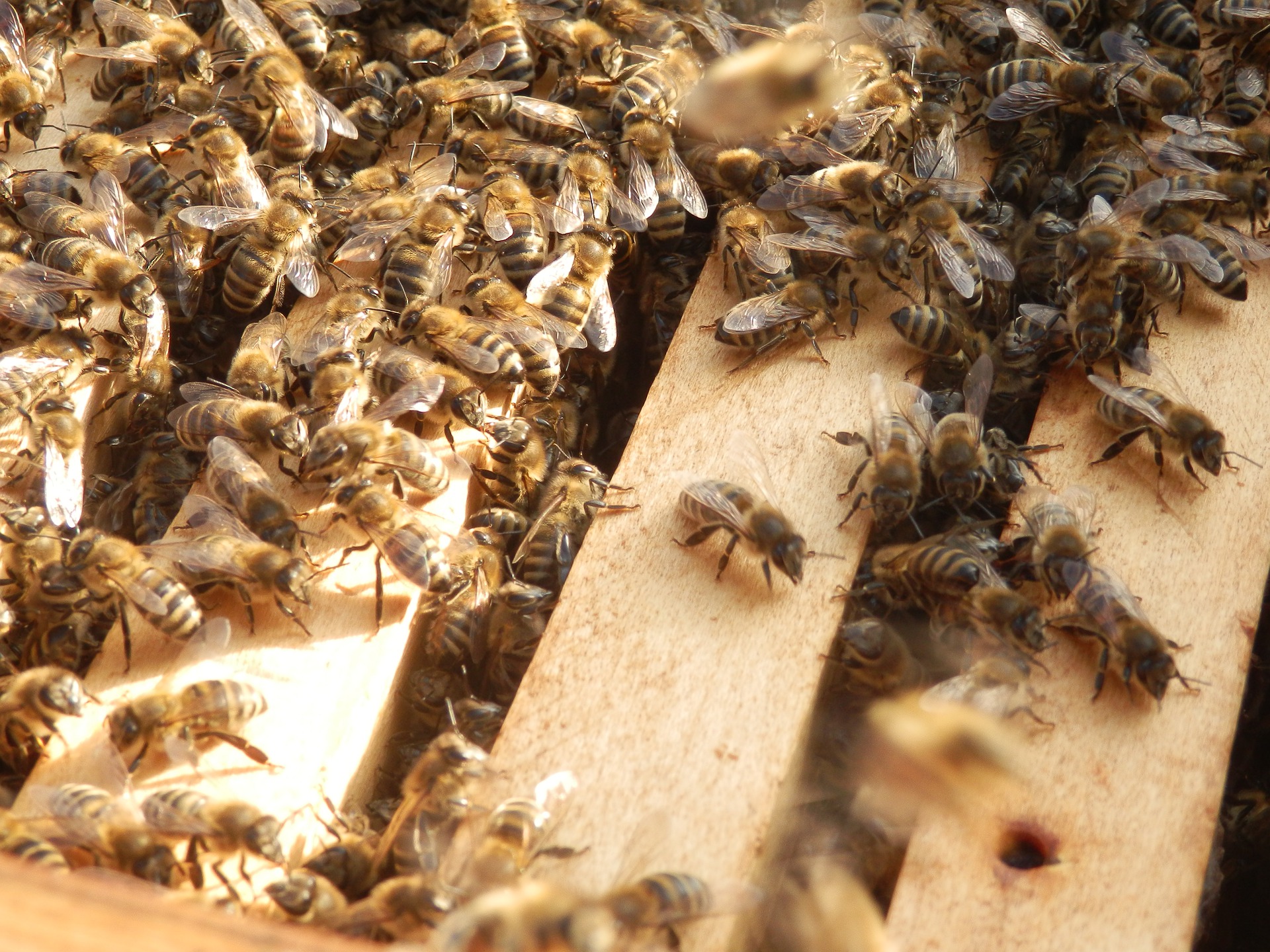 У Мінагрополітики розробили алгоритм дій у разі отруєння бджіл