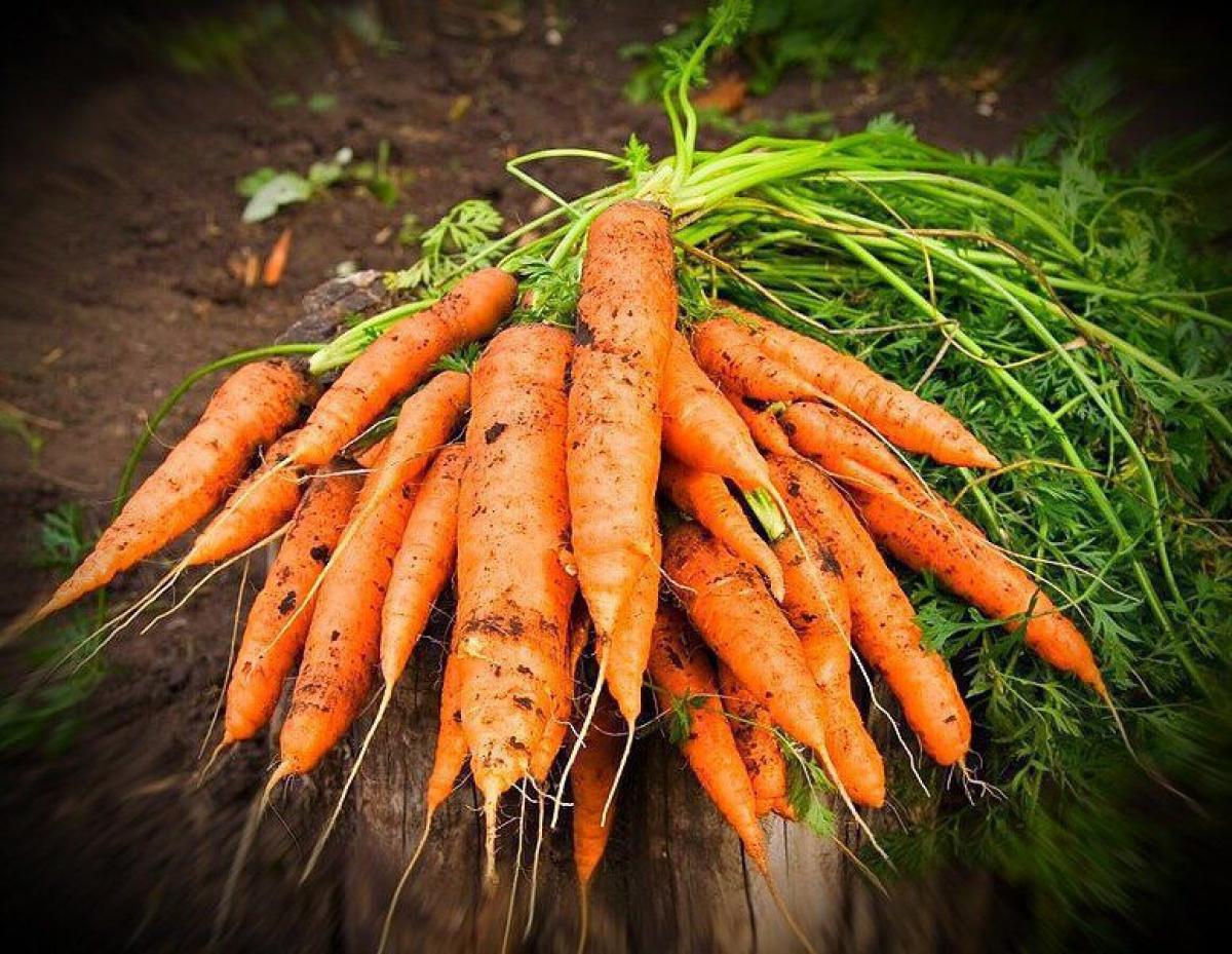 Виростити хороший урожай моркви допоможуть три правила