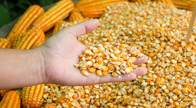 В Україні активно зростають закупівельні ціни на кукурудзу